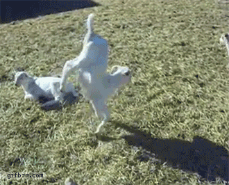 2.gif